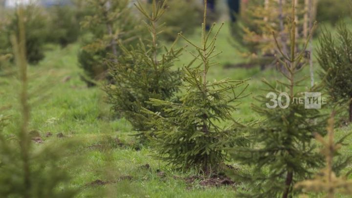 В Татарстане в память о погибших в годы Великой Отечественной войны посадят деревья