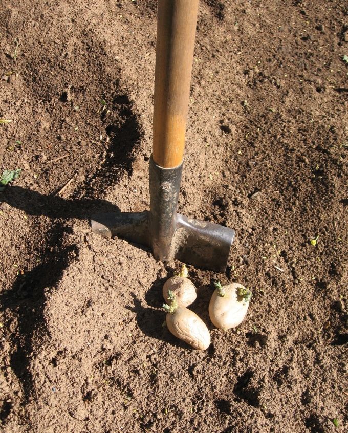 Что нужно добавить в лунку при посадке картофеля, чтобы избавиться от проволочника