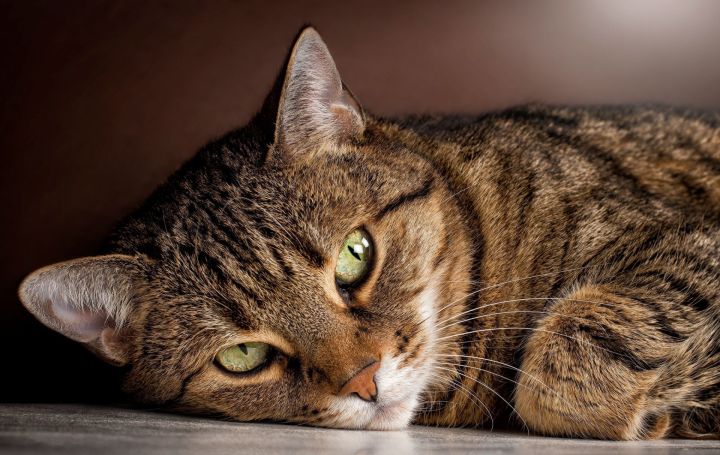 В России у кошки выявили коронавирус