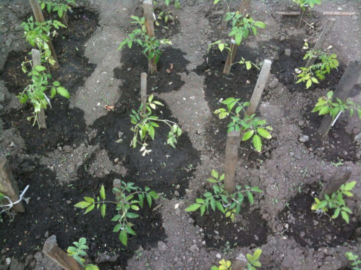 Чем подкормить томаты после высадки в грунт, чтобы они быстрее адаптировались