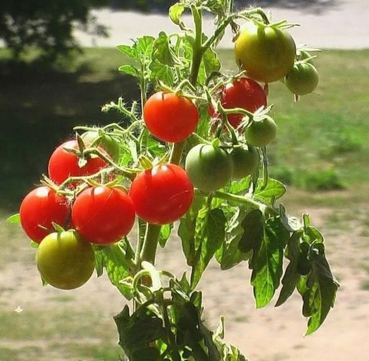 Самые вкусные: Почему эти сорта томатов считаются самими вкусными и урожайными