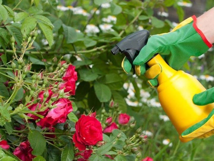 Чем подкормить розы в июне, чтобы активизировать цветение
