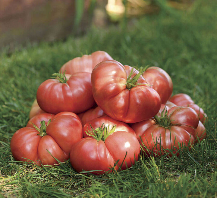 Помидоры растут здоровые, крупные и вкусные, народное средство для рассады томатов.