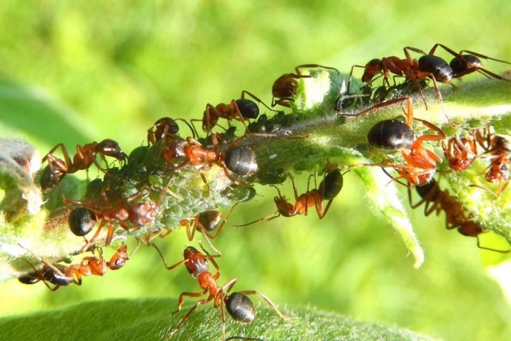 Надежное средство от муравьев
