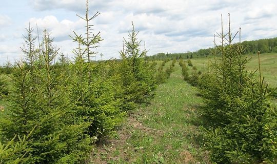 Почти 1000 га леса восстановили в Татарстане благодаря нацпроекту «Экология»