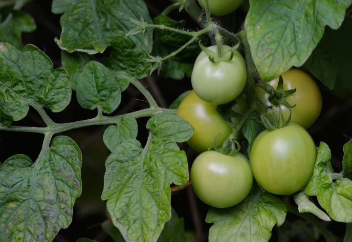 Что сделать, чтобы собранные зелеными помидоры быстрее покраснели