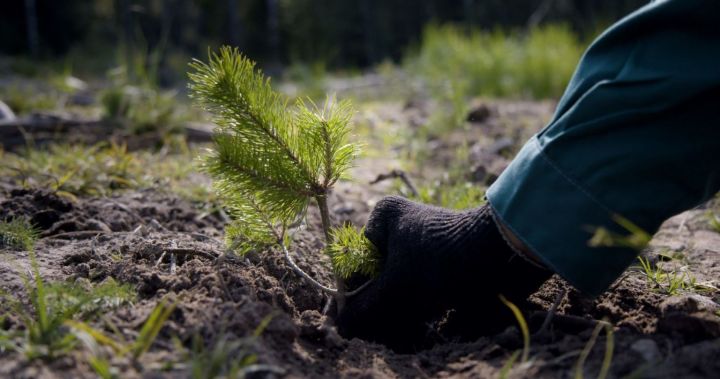 Татарстанские лесники перевыполнили четырехлетний план по лесовосстановлению