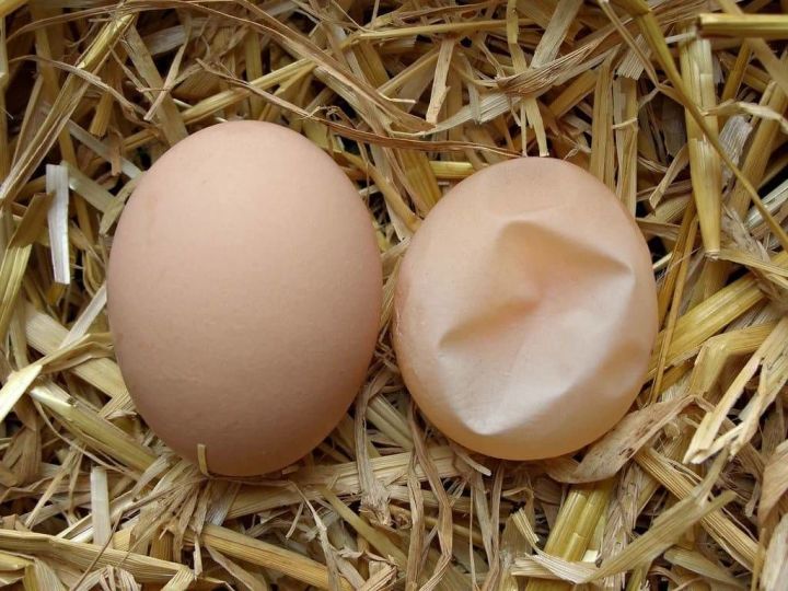 Почему у куриных яиц тонкая скорлупа и что делать?