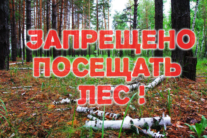 Запрет на посещение лесов с 16 июня по 7 июля