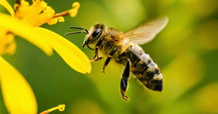 В Больше-Машлякском сельском поселении погибли пчелы