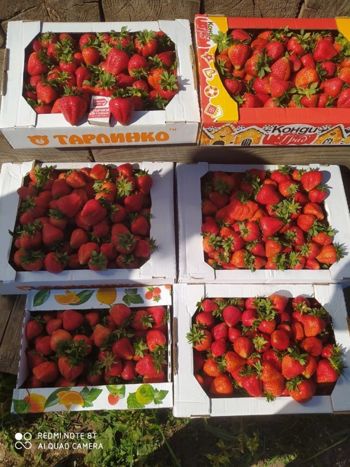 Житель Рыбно-Слободского района возрождает ягодные угодья