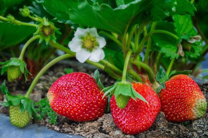 Почему клубнику нельзя сажать на том же месте