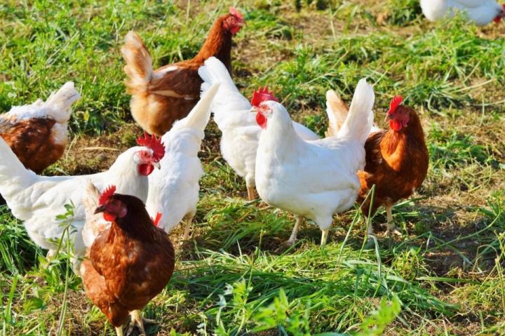 В России запретили держать куриц на участках
