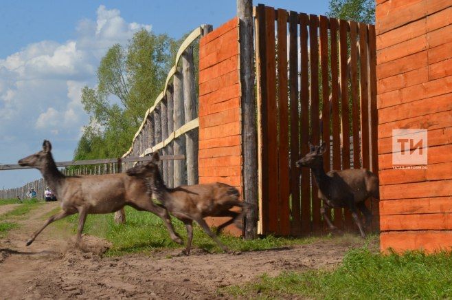В Рыбно-Слободском районе на месте заказника "Шумбутский" планируют открыть охотничье хозяйство