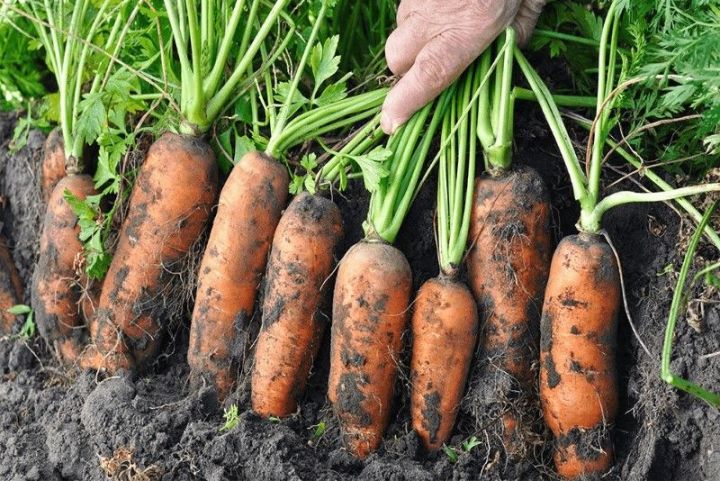 Что делать, чтобы морковь не уродилась рогатой и не трескалась