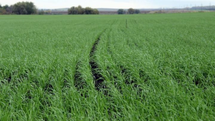 Болезни озимых зерновых культур могут привести к потере более трети урожая – Россельхозцентр Татарстана&nbsp;