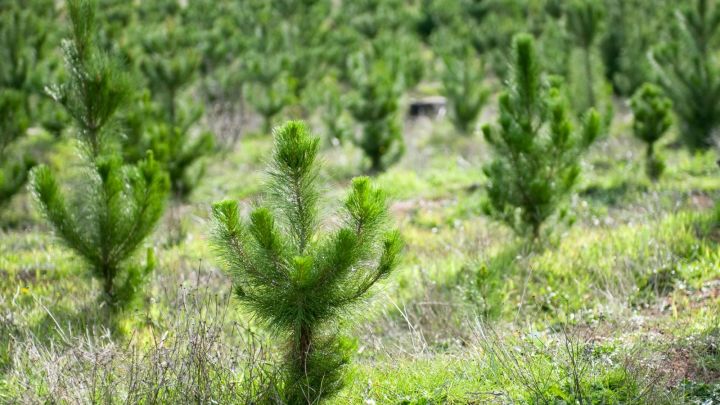 В Татарстане продолжается реализация регионального проекта «Сохранение лесов в Республике Татарстан»