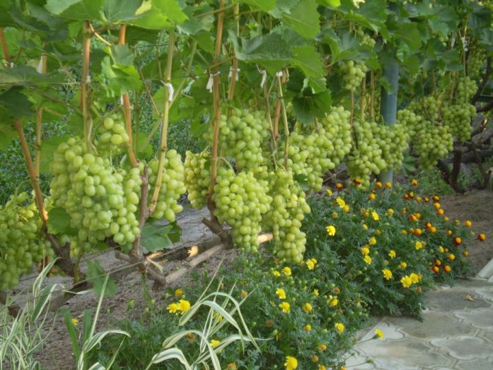 Как правильно ухаживать за виноградом в августе