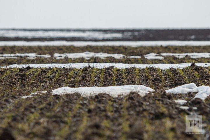 Вести с полей, или как снежное покрывало защищает посевы озимых культур от мороза?