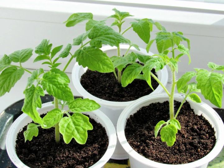 Когда и как правильно пикировать рассаду томатов, чтобы выросла здоровой и крепкой