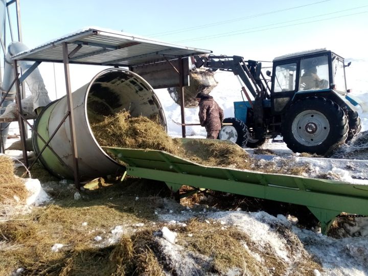 Райондашыбыз Ильяс Шәвәлиев туган төбәгендә терлек азыгы җитештерә