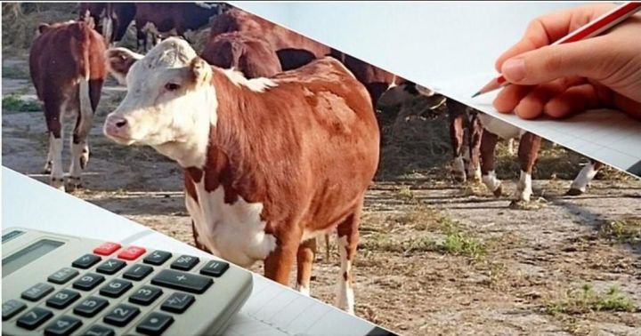 Владельцы скота получат  субсидии