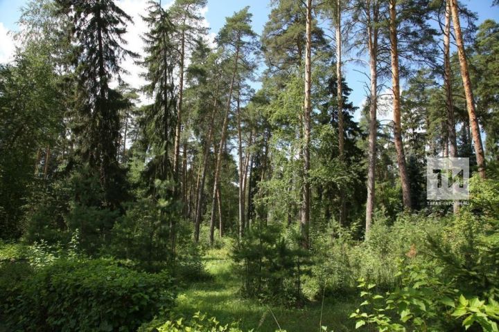 В Татарстане восстановили леса на 1452 га по нацпроекту «Экологическое благополучие»