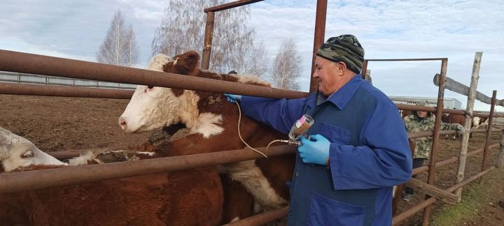 Ветеринарные специалисты провели плановые мероприятия в селе Большая Кульга