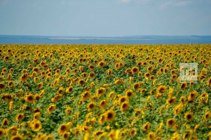 Технические культуры в Рыбно-Слободском районе: планы аграриев на текущий год