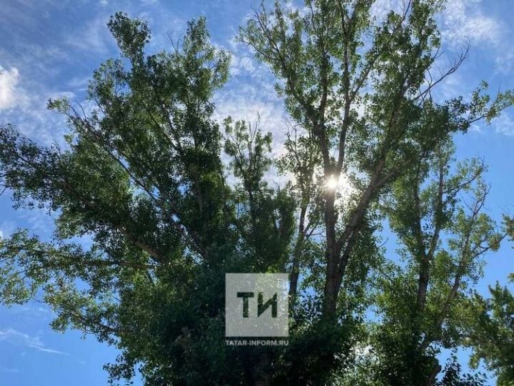 Чем опасен тополиный пух и как с ним бороться
