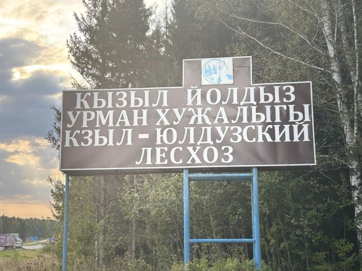 Шаулый урман , шаулый каен җилләр искәндә...