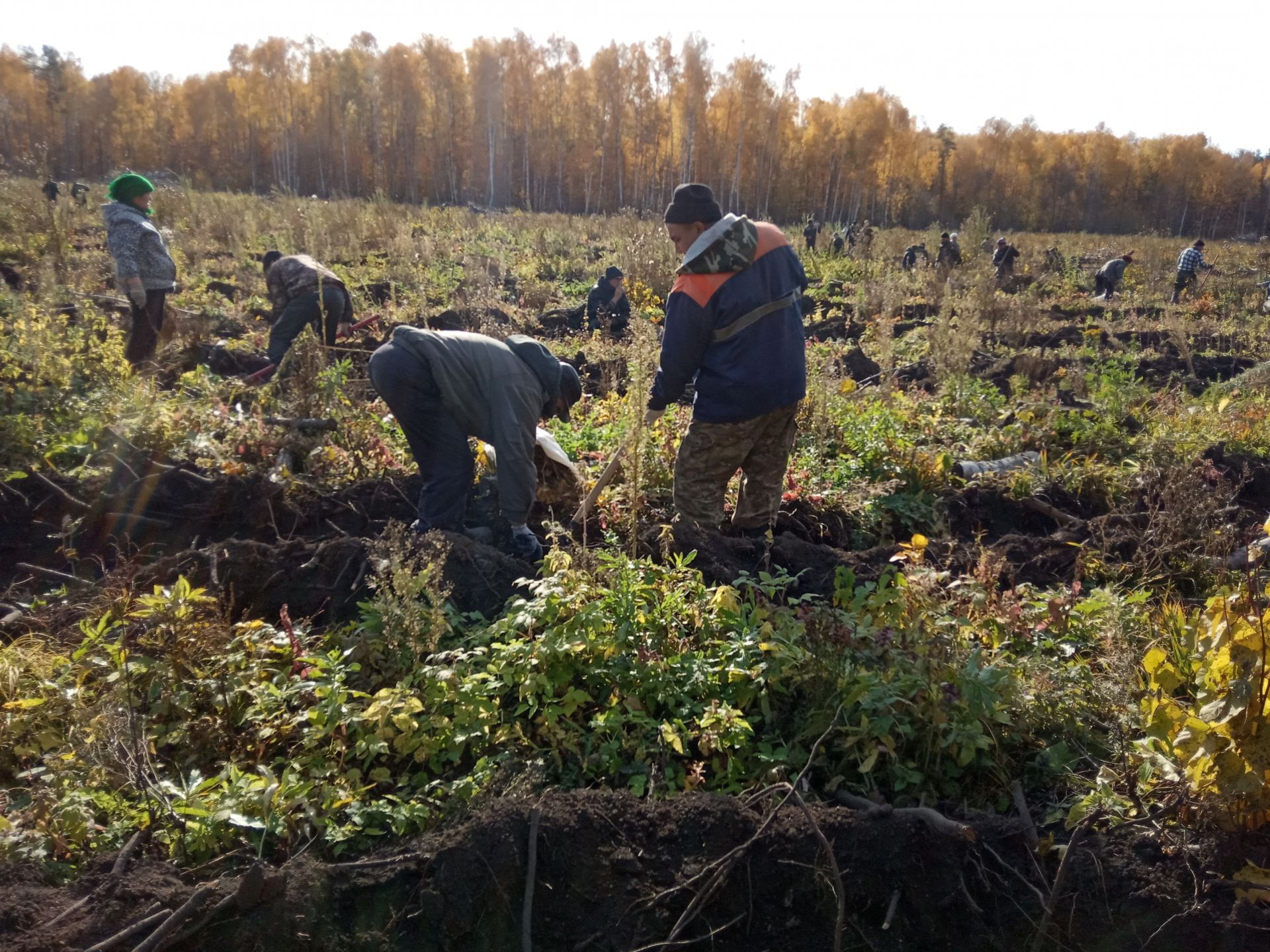 Сегодня на Ново-Арышском участке посадили 5 тысяч саженцев дуба