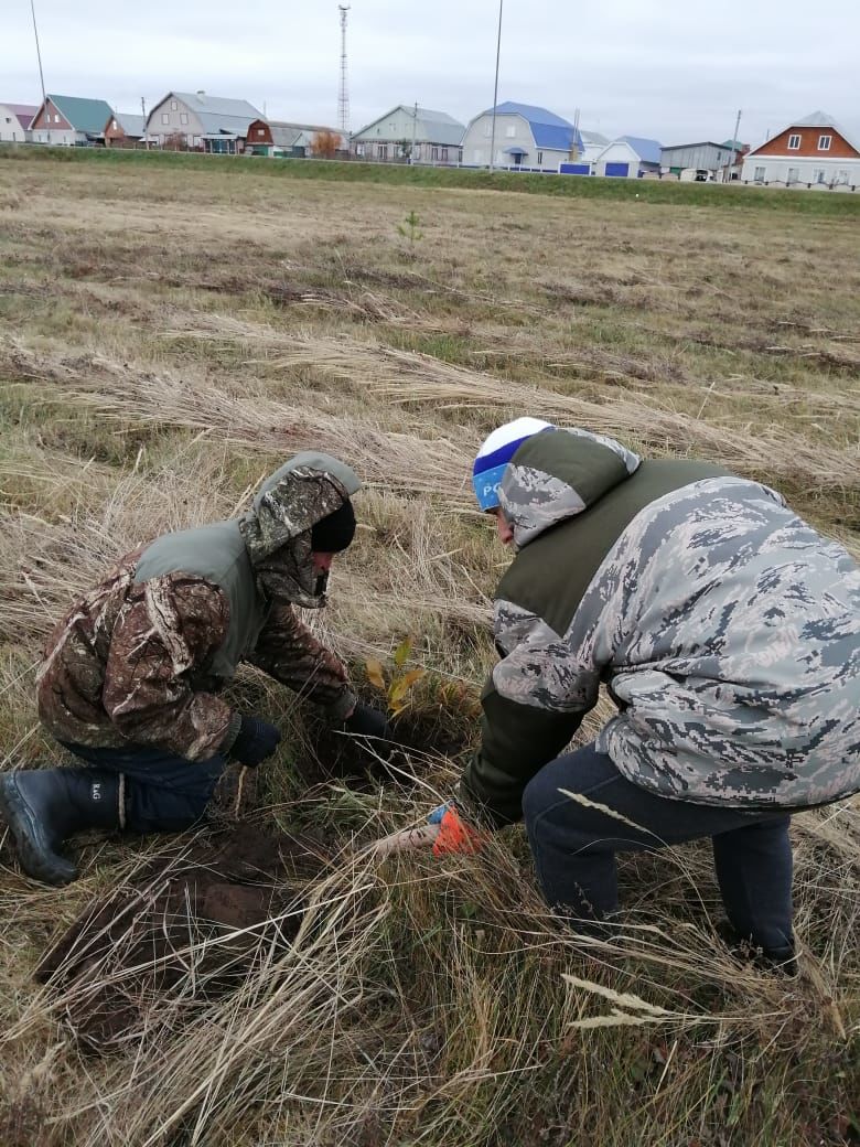 В Рыбно-Слободском районе продолжается озеленение территории