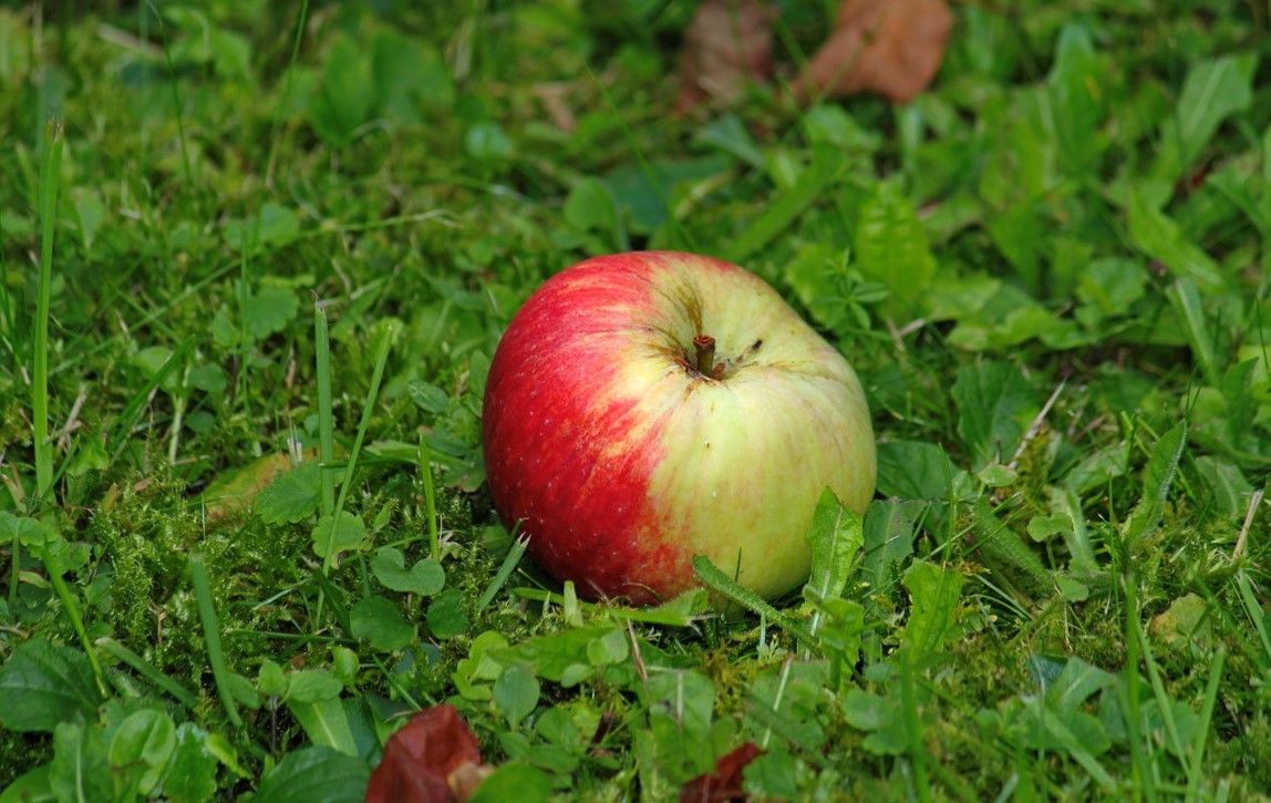 Замечены яблоки. Яблоко. Яблоки на земле. Яблоко упало. Яблоко падает на землю.