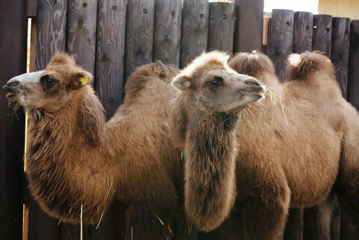 Калмыкия башлыгы бүләк иткән дөяләр Казан зоопаркына китерелде