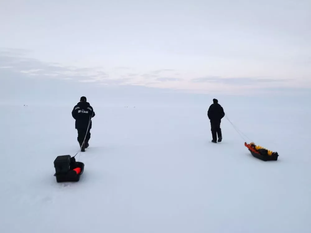 Язгы боз  мәкерле һәм куркыныч