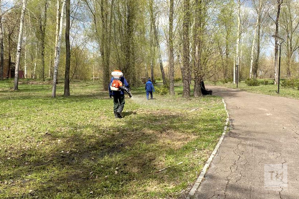 Укусы клещей в Татарстане: количество, опасность и профилактика