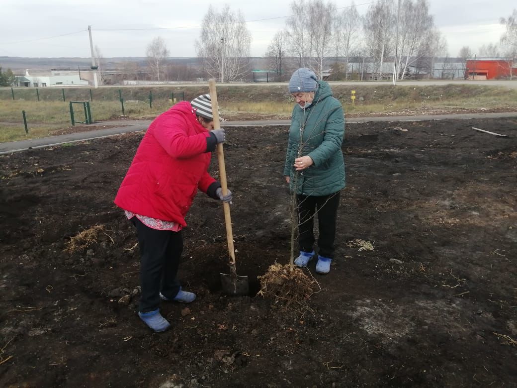 В Рыбной Слободе высадили 20 саженцев липы