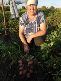 Рыбнослободские жители ожидают богатый урожай картофеля
