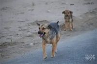 Пенсионер пострадал от нападения бойцовских собак