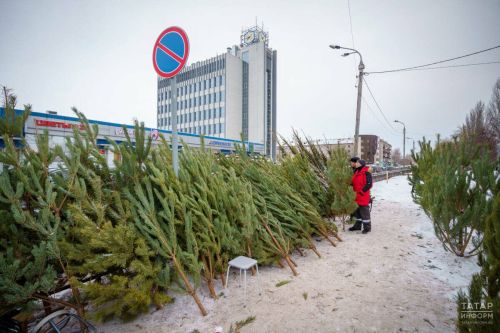 К новогодним праздникам в питомниках Татарстана выращено 2 тысячи елей