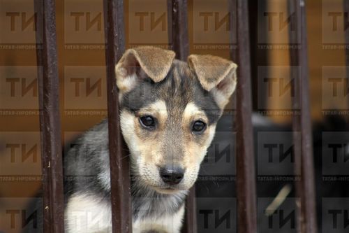 Эстафету помощи собакам из приюта переняла Рыбно-Слободская школа №2.