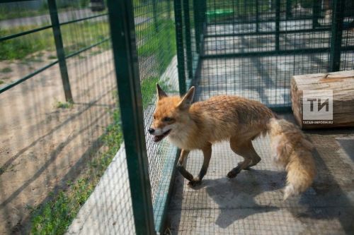 В Татарстане зафиксирован 11-й случай карантина по бешенству