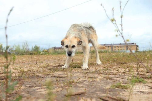 Собаки атаковали мужчину на мусорном полигоне
