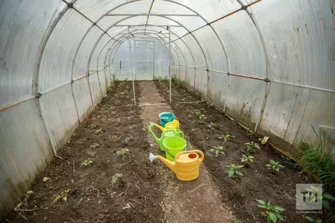 Советы специалиста по посадке рассады в условиях весенних заморозков