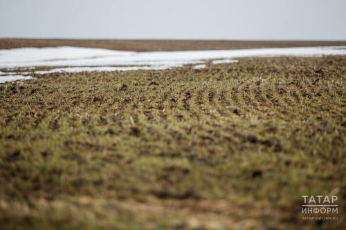 В Татарстане в девяти районах началась подкормка озимых