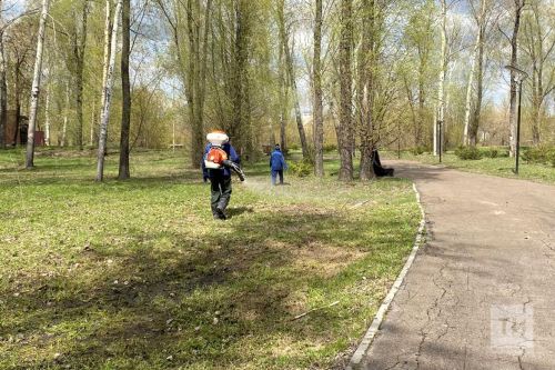 Укусы клещей в Татарстане: количество, опасность и профилактика