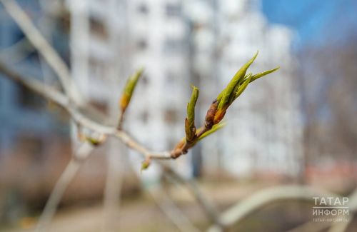 Прогноз погоды на 2 мая в Татарстане: переменная облачность и туман