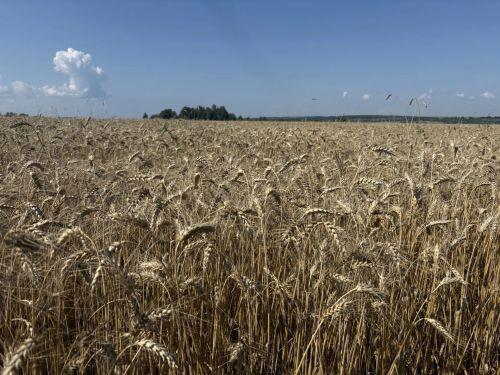 Как проходит уборочная кампания в Рыбно-Слободском районе