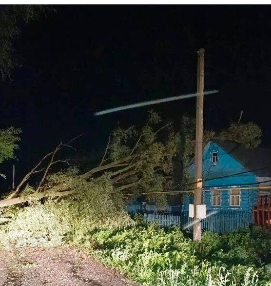 В Татарстане упавшее дерево унесло жизнь мужчины